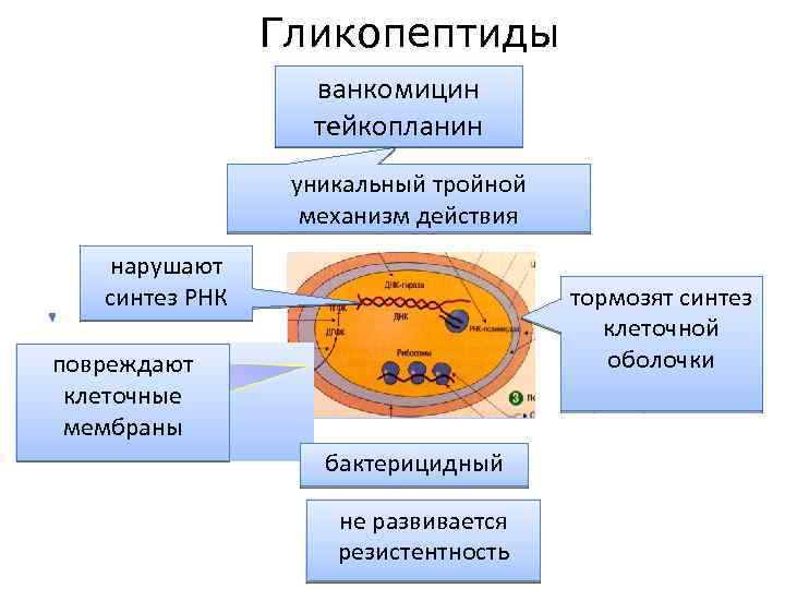 Гликопептиды ванкомицин тейкопланин уникальный тройной механизм действия нарушают синтез РНК тормозят синтез клеточной оболочки