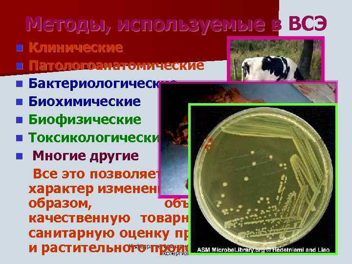 Методы, используемые в ВСЭ n n n n Клинические Патологоанатомические Бактериологические Биохимические Биофизические Токсикологические