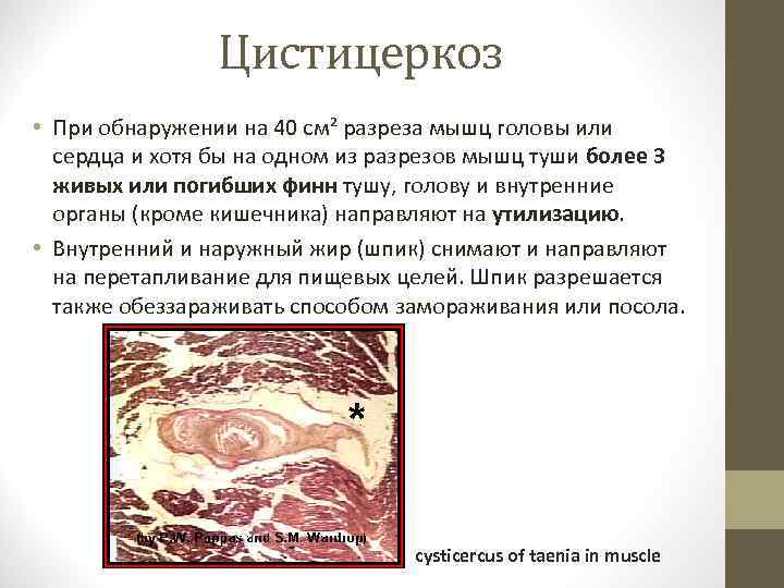 Цистицеркоз • При обнаружении на 40 см² разреза мышц головы или сердца и хотя
