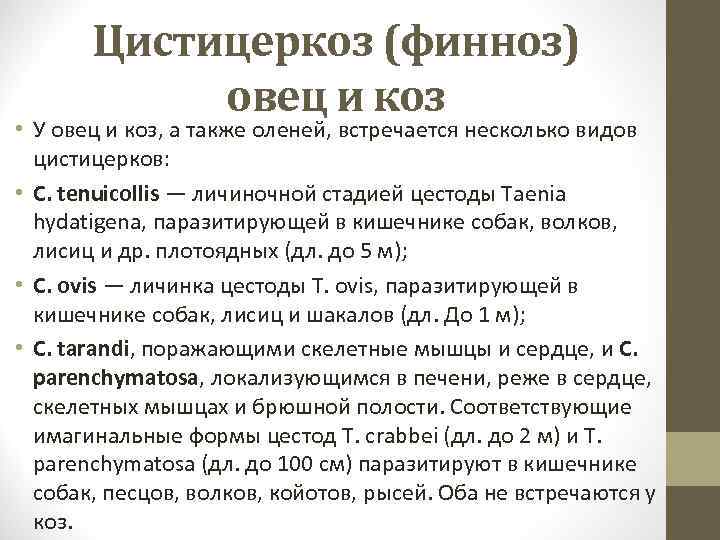 Цистицеркоз (финноз) овец и коз • У овец и коз, а также оленей, встречается