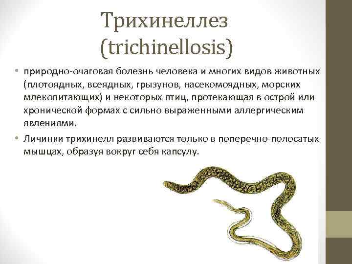 Трихинеллез (trichinellosis) • природно-очаговая болезнь человека и многих видов животных (плотоядных, всеядных, грызунов, насекомоядных,