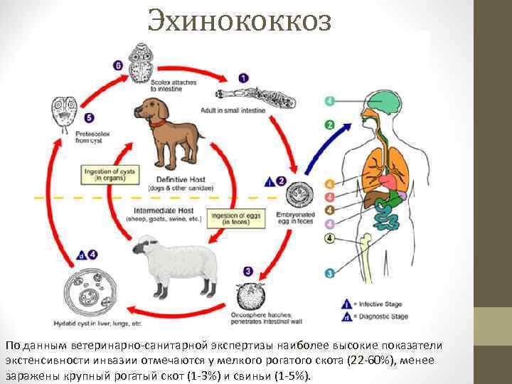 Эхинококкоз По данным ветеринарно-санитарной экспертизы наиболее высокие показатели экстенсивности инвазии отмечаются у мелкого рогатого