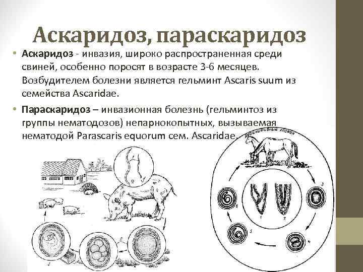 Аскаридоз, параскаридоз • Аскаридоз - инвазия, широко распространенная среди свиней, особенно поросят в возрасте