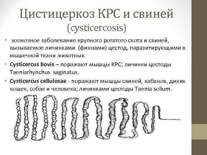 Цистицеркоз КРС и свиней (cysticercosis) • зоонозное заболевание крупного рогатого скота и свиней, вызываемое