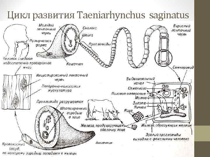Цикл развития Taeniarhynchus saginatus 