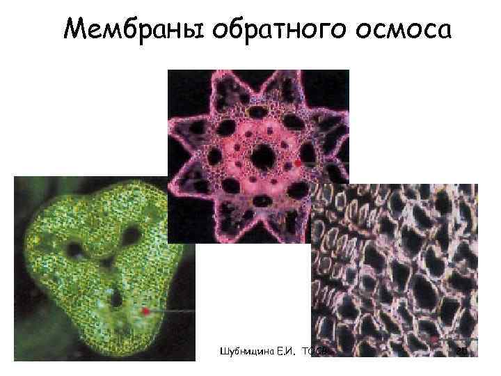 Мембраны обратного осмоса Шубницина Е. И. ТОСВ 25 