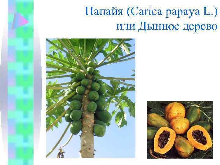 Папайя (Carica papaya L. ) или Дынное дерево 