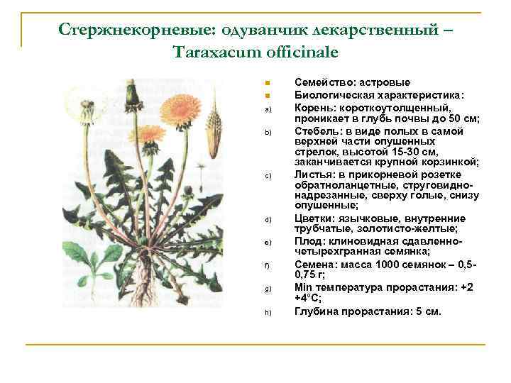 Стержнекорневые: одуванчик лекарственный – Taraxacum officinale a) b) c) d) e) f) g) h)