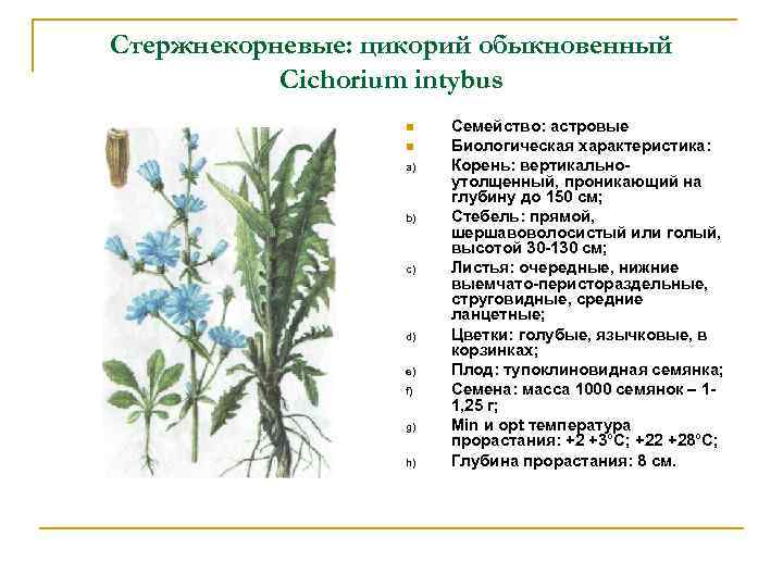 Стержнекорневые: цикорий обыкновенный Cichorium intybus a) b) c) d) e) f) g) h) Семейство: