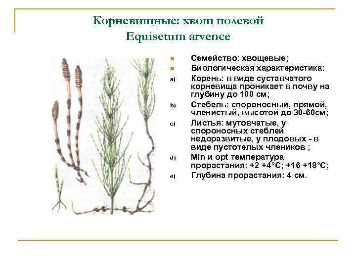 К какому классу относят растение корневая система которого показана на рисунке 1 хвощевые