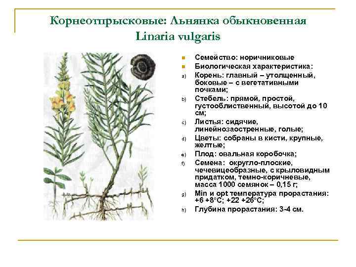 Корнеотпрысковые: Льнянка обыкновенная Linaria vulgaris a) b) c) d) e) f) g) h) Семейство: