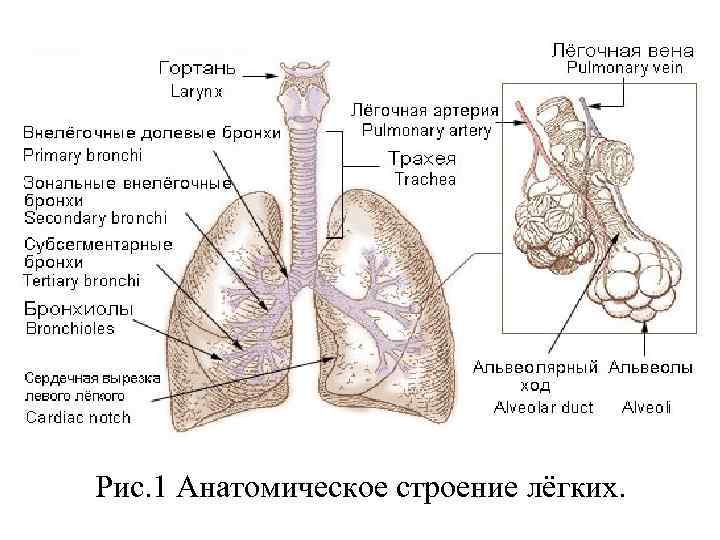 Рис. 1 Анатомическое строение лёгких. 