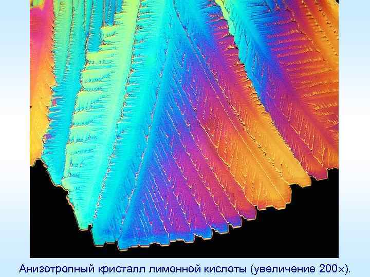 Анизотропный кристалл лимонной кислоты (увеличение 200 ). 