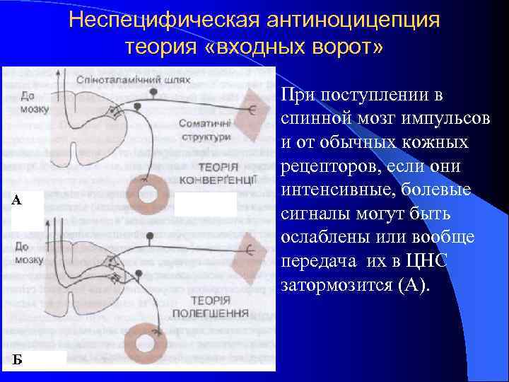 Неспецифическая антиноцицепция теория «входных ворот» l При поступлении в спинной мозг импульсов и от