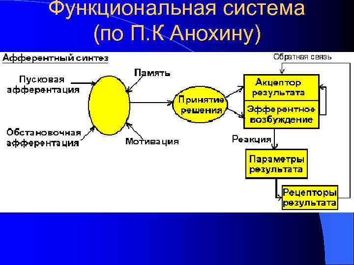 Функциональная система (по П. К Анохину) 