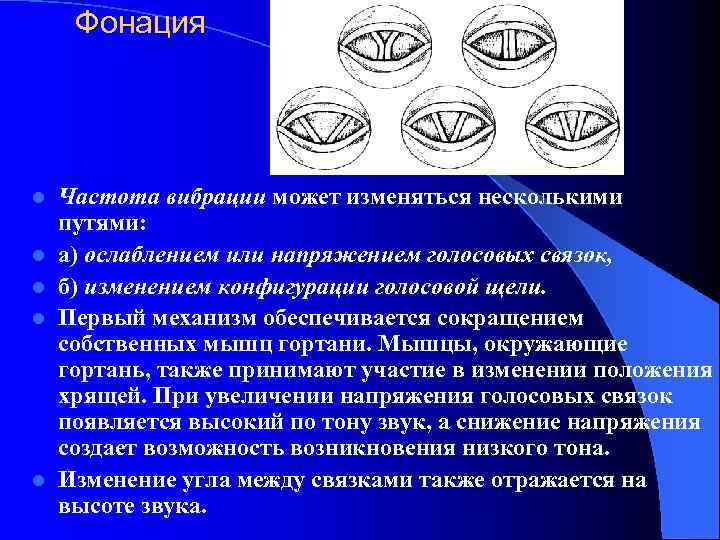 Фонация l l l Частота вибрации может изменяться несколькими путями: а) ослаблением или напряжением