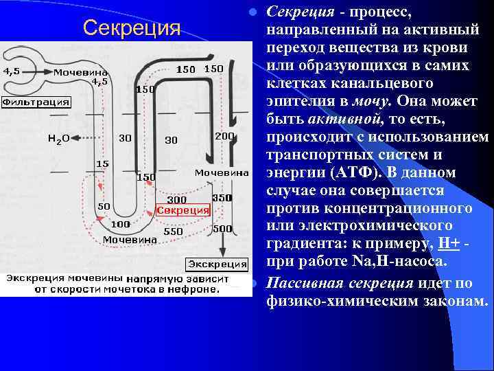 Cекреция Секреция - процесс, направленный на активный переход вещества из крови или образующихся в