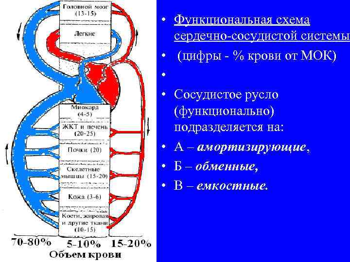  • Функциональная схема сердечно-сосудистой системы • (цифры - % крови от МОК) •