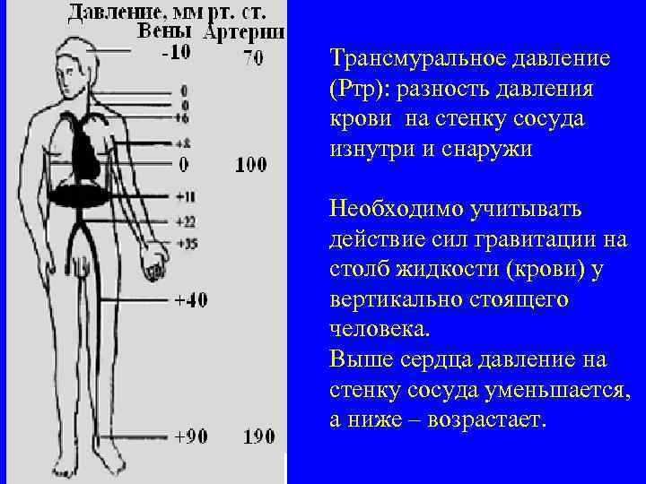 Трансмуральное давление (Ртр): разность давления крови на стенку сосуда изнутри и снаружи Необходимо учитывать