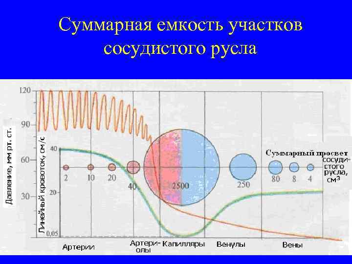 Суммарная емкость участков сосудистого русла 