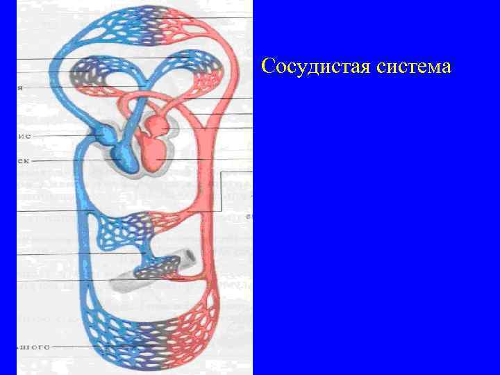 Сосудистая система 
