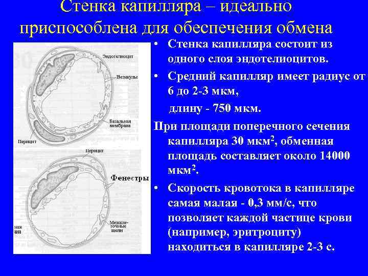 Стенка капилляра – идеально приспособлена для обеспечения обмена • Стенка капилляра состоит из одного