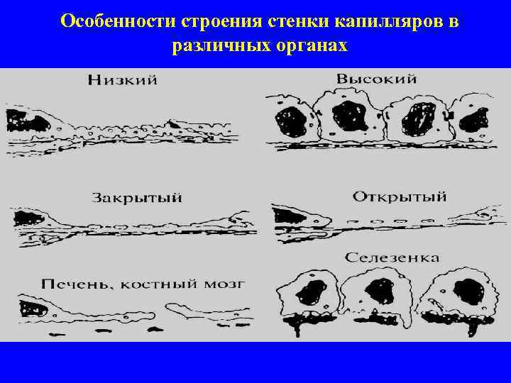 Особенности строения стенки капилляров в различных органах 