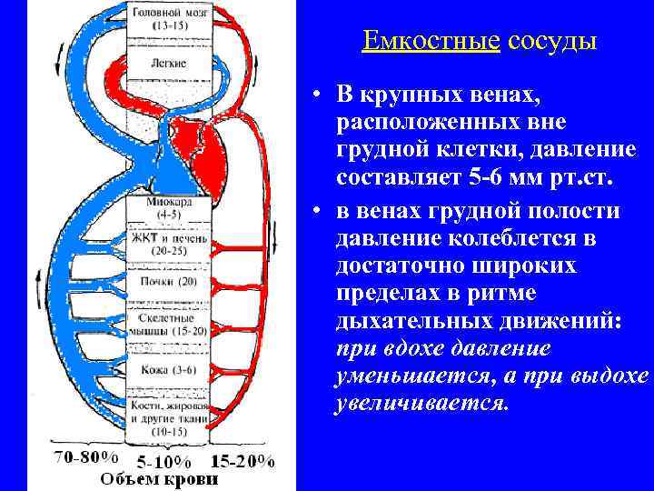 Емкостные сосуды • В крупных венах, расположенных вне грудной клетки, давление составляет 5 -6
