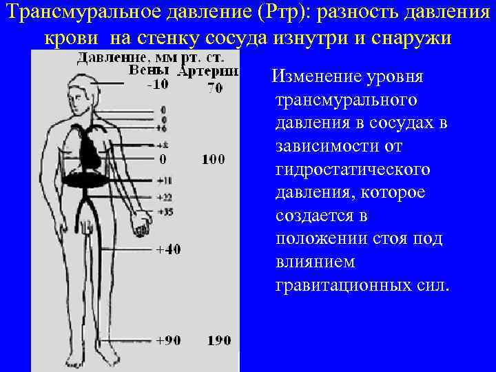 Трансмуральное давление (Ртр): разность давления крови на стенку сосуда изнутри и снаружи Изменение уровня