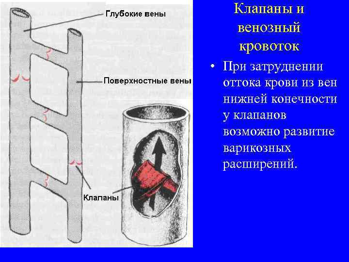 Клапаны и венозный кровоток • При затруднении оттока крови из вен нижней конечности у