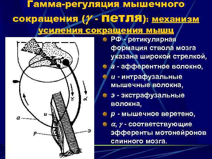 Гамма-регуляция мышечного сокращения ( - петля): механизм усиления сокращения мышц РФ - ретикулярная формация