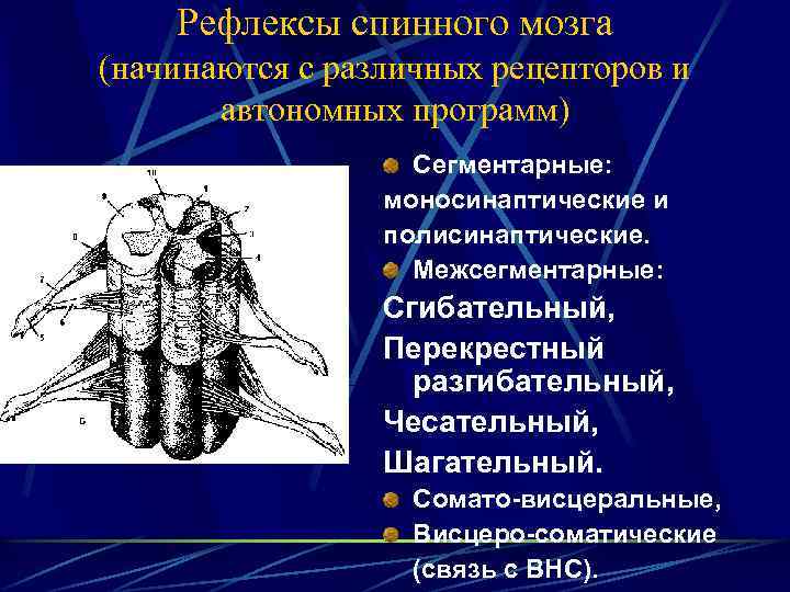 Кутано моторные рефлексы