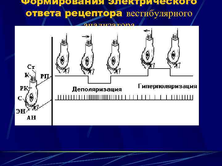 Формирования электрического ответа рецептора вестибулярного анализатора 