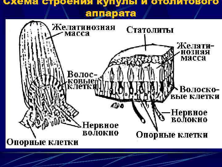Схема строения купулы и отолитового аппарата 