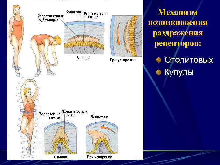 Вестибуло моторные рефлексы