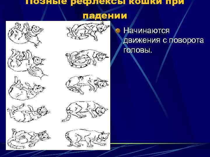 Позные рефлексы кошки при падении Начинаются движения с поворота головы. 