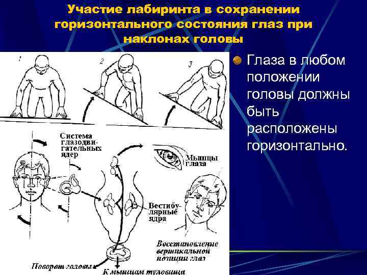 Участие лабиринта в сохранении горизонтального состояния глаз при наклонах головы Глаза в любом положении