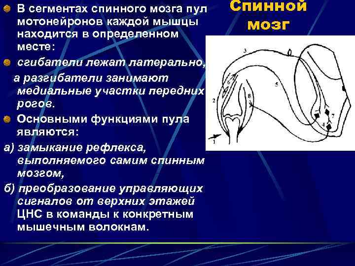 В сегментах спинного мозга пул мотонейронов каждой мышцы находится в определенном месте: сгибатели лежат