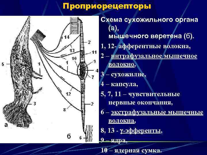 Проприорецепторы Схема сухожильного органа (а), мышечного веретена (б). 1, 12 - афферентные волокна, 2
