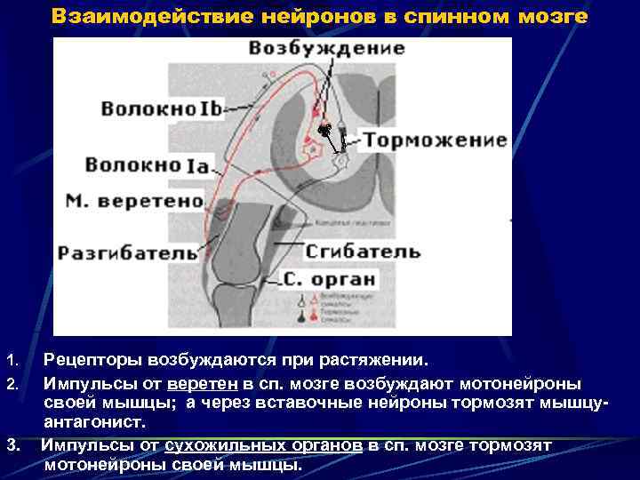Взаимодействие нейронов в спинном мозге 1. 2. 3. Рецепторы возбуждаются при растяжении. Импульсы от