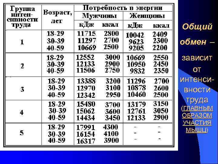 Общий обмен – зависит от интенсивности труда (ГЛАВНЫМ ОБРАЗОМ УЧАСТИЯ МЫШЦ) 