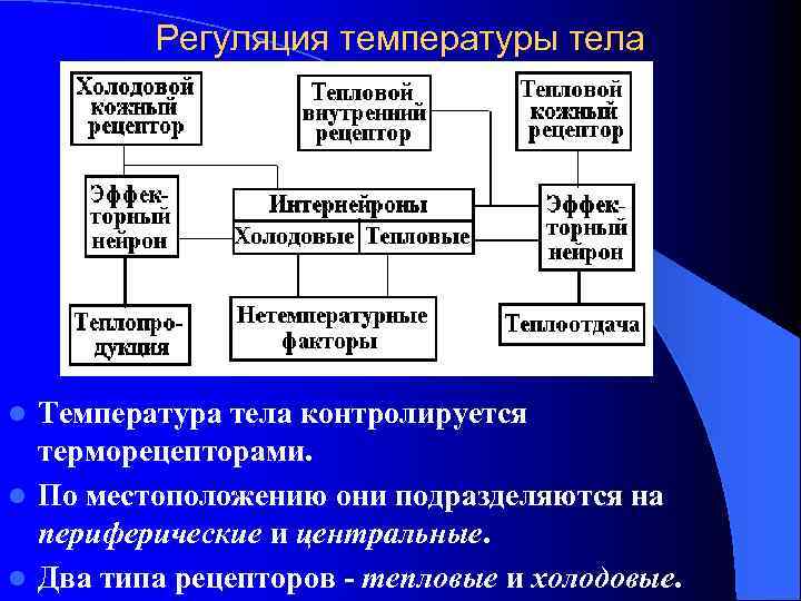 Регуляция температуры тела Температура тела контролируется терморецепторами. l По местоположению они подразделяются на периферические