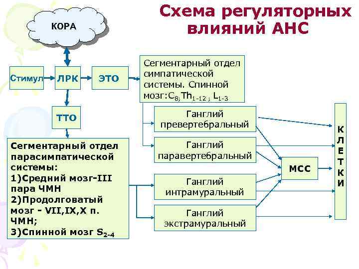 Схема регуляторных влияний АНС КОРА Стимул ЛРК ЭТО ТТО Сегментарный отдел парасимпатической системы: 1)Средний