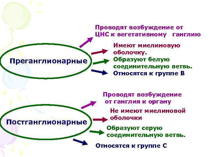 Проводят возбуждение от ЦНС к вегетативному ганглию Преганглионарные Имеют миелиновую оболочку. Образуют белую соединительную