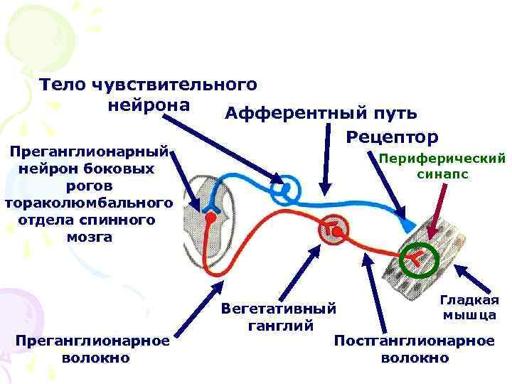 Тело чувствительного нейрона Афферентный путь Рецептор Преганглионарный нейрон боковых рогов тораколюмбального отдела спинного мозга