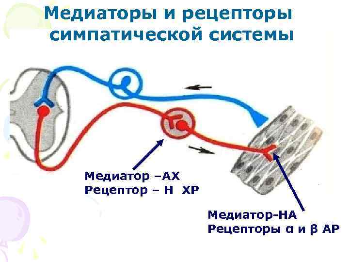 Медиаторы и рецепторы симпатической системы Медиатор –АХ Рецептор – Н ХР Медиатор-НА Рецепторы α