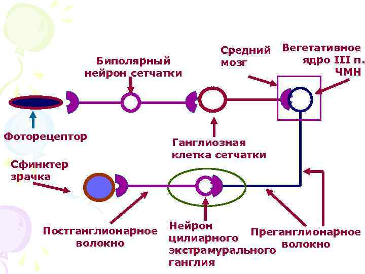 Биполярный нейрон сетчатки Фоторецептор Сфинктер зрачка Постганглионарное волокно Средний мозг Вегетативное ядро III п.