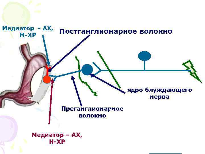 Медиатор - АХ, М-ХР Постганглионарное волокно ядро блуждающего нерва Преганглионарное волокно Медиатор – АХ,