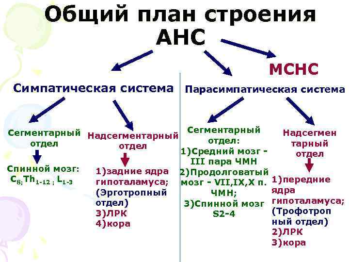 Общий план строения АНС МСНС Симпатическая система Парасимпатическая система Сегментарный Надсегментарный Сегментарный Надсегмен отдел: