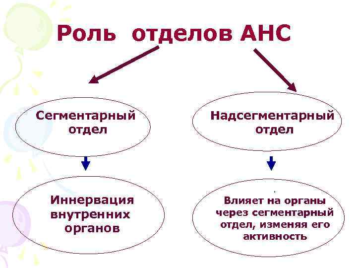 Роль отделов АНС Сегментарный отдел Иннервация внутренних органов Надсегментарный отдел . Влияет на органы